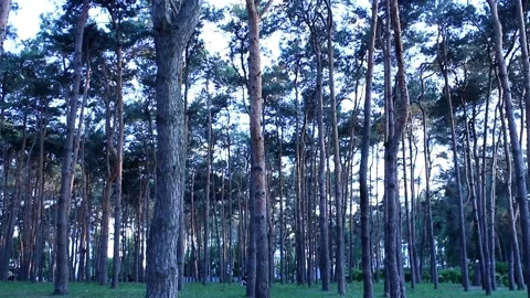 Forest Stock Footage 154945708