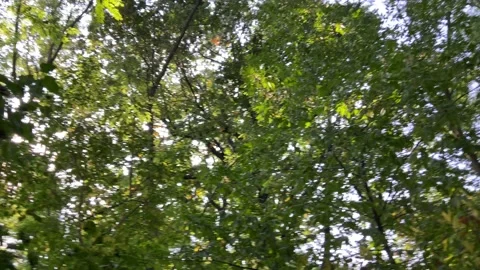 Forest Stock Footage 155368481