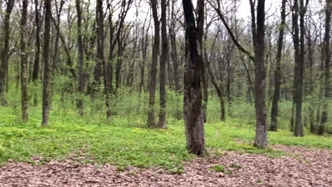 Forest Stock Footage 155369544