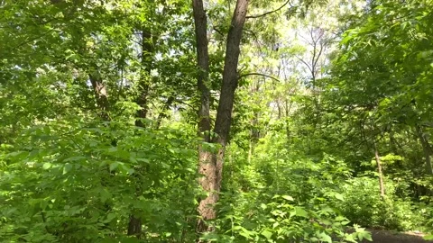 Forest Stock Footage 155370010
