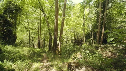 Forest Stock Footage 155729118