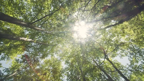 Forest Stock Footage 155730609