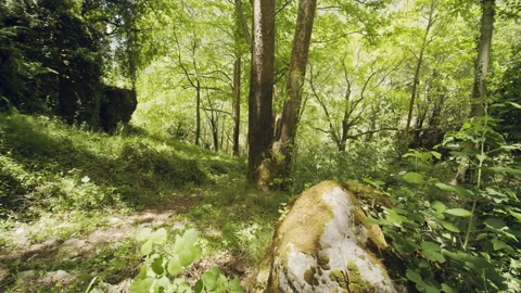 Forest Stock Footage 155732426