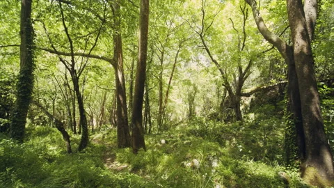 Forest Stock Footage 155736140