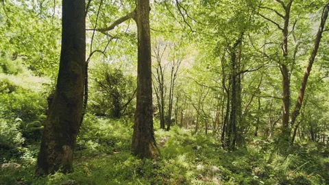 Forest Stock Footage 155738633