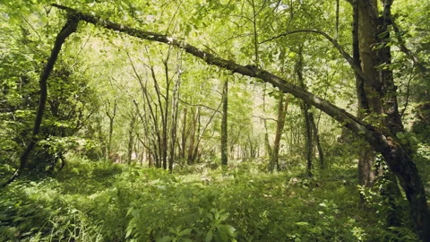 Forest Stock Footage 155742332