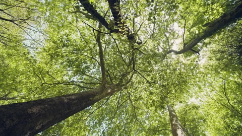 Forest Stock Footage 155745931