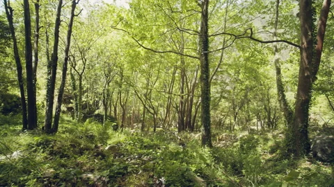 Forest Stock Footage 155759541