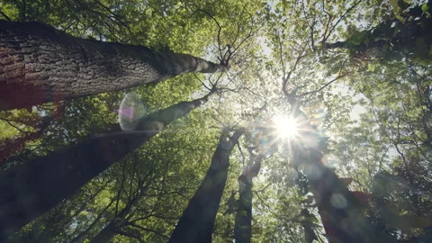Forest Stock Footage 155849738