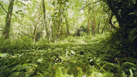 Forest Stock Footage 155850466