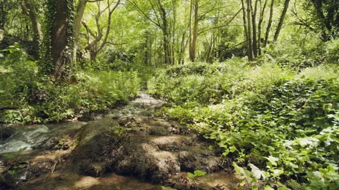 Forest Stock Footage 155853808