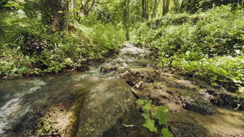 Forest Stock Footage 155855456