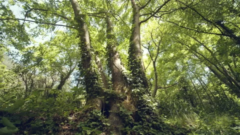 Forest Stock Footage 155857689