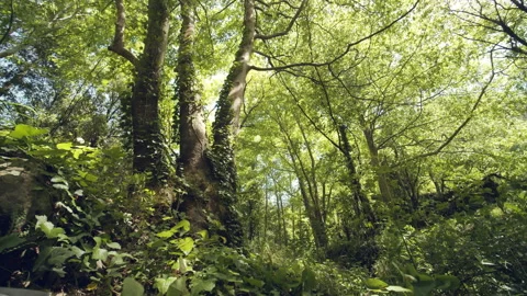 Forest Stock Footage 155859618