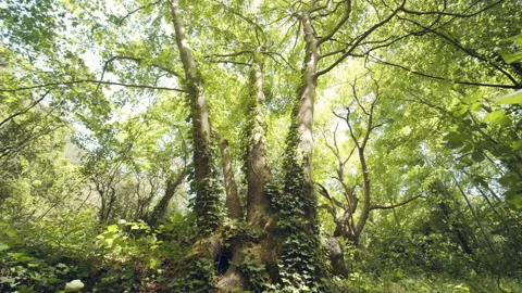Forest Stock Footage 155861131