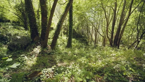 Forest Stock Footage 155862329