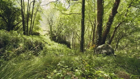 Forest Stock Footage 155863490
