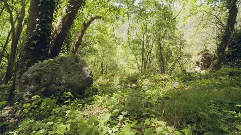 Forest Stock Footage 155891580