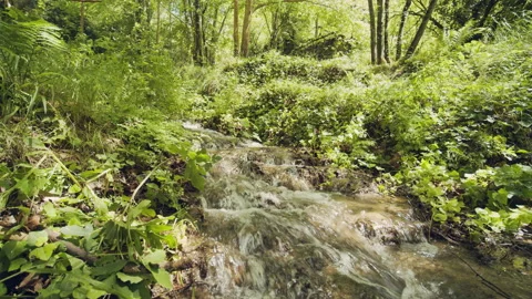 Forest Stock Footage 155893097