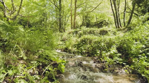 Forest Stock Footage 155894454