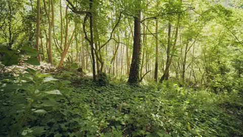 Forest Stock Footage 155895544
