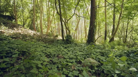 Forest Stock Footage 155896382