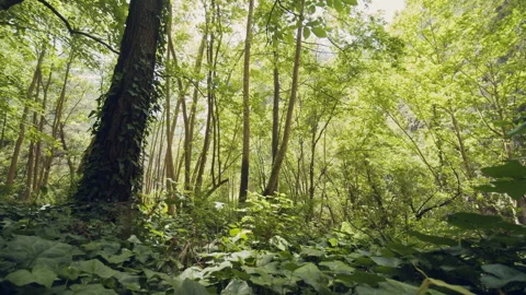 Forest Stock Footage 155897905