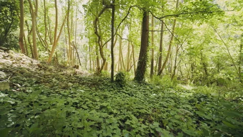 Forest Stock Footage 155898974