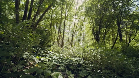 Forest Stock Footage 155900594