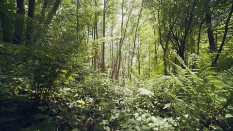 Forest Stock Footage 155901498