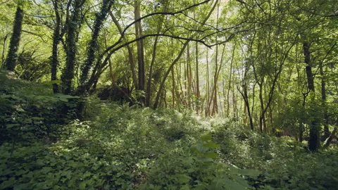 Forest Stock Footage 155903160