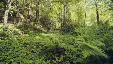 Forest Stock Footage 155904871
