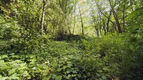 Forest Stock Footage 155905335