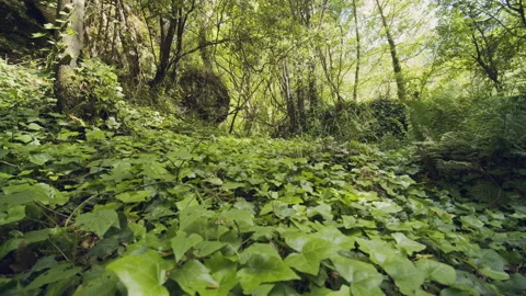 Forest Stock Footage 155905785