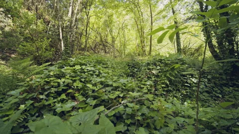 Forest Stock Footage 155906517