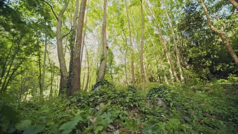 Forest Stock Footage 156005474