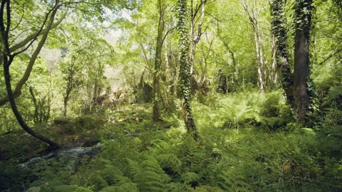 Forest Stock Footage 156030634