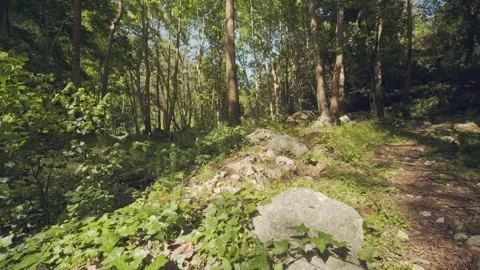 Forest Stock Footage 156034215