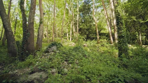 Forest Stock Footage 156046791