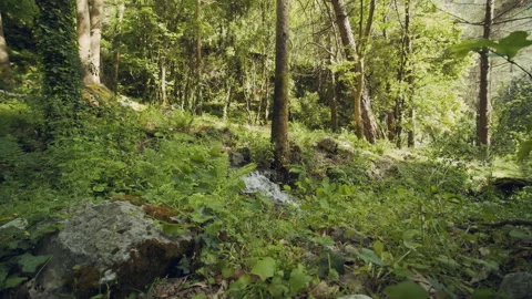 Forest Stock Footage 156048216