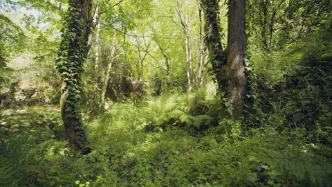 Forest Stock Footage 156061351