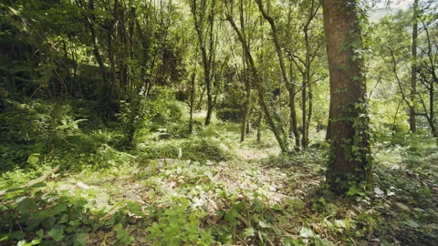 Forest Stock Footage 156061594