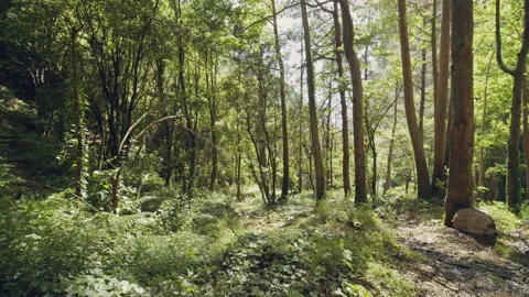 Forest Stock Footage 156062292