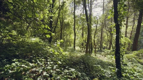 Forest Stock Footage 156062700