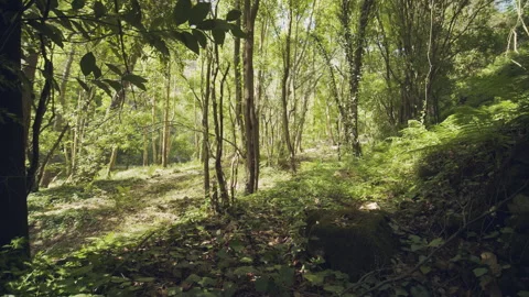 Forest Stock Footage 156062958