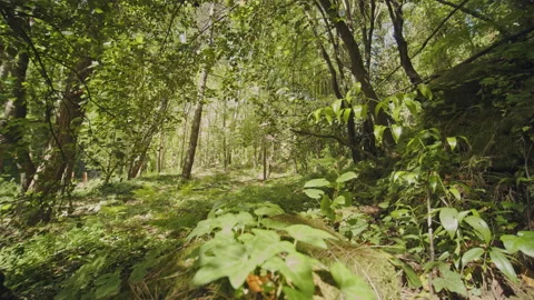 Forest Stock Footage 156063277
