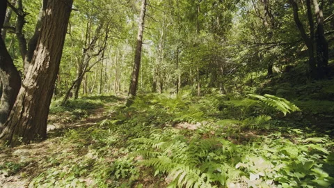 Forest Stock Footage 156063867