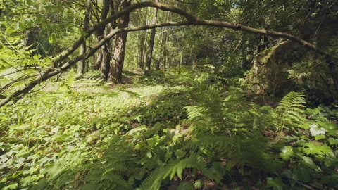 Forest Stock Footage 156064481