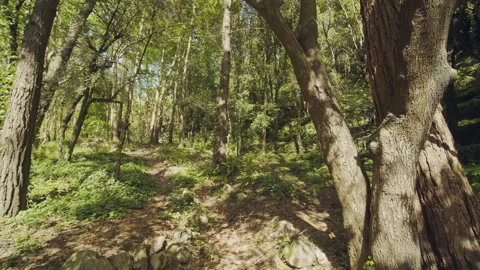Forest Stock Footage 156064952