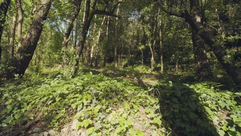 Forest Stock Footage 156065601